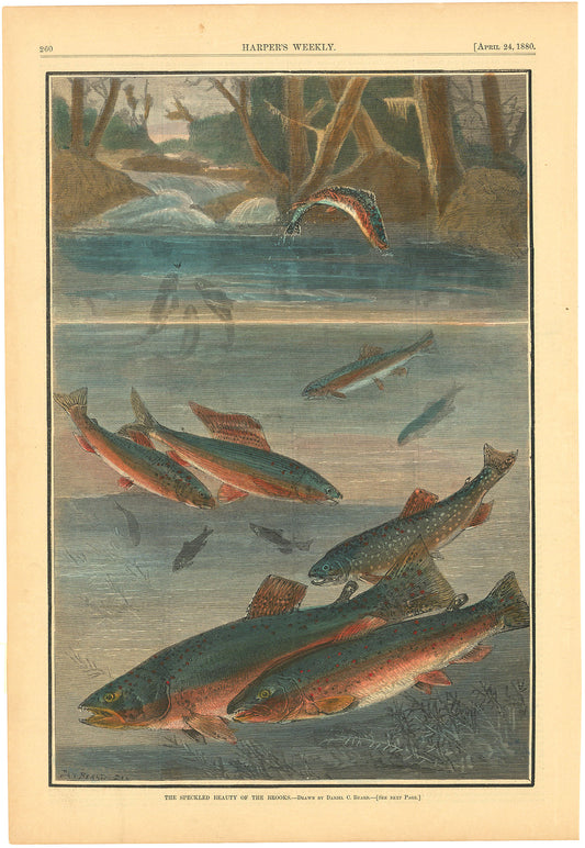 The Speckled Beauty of the Brooks.