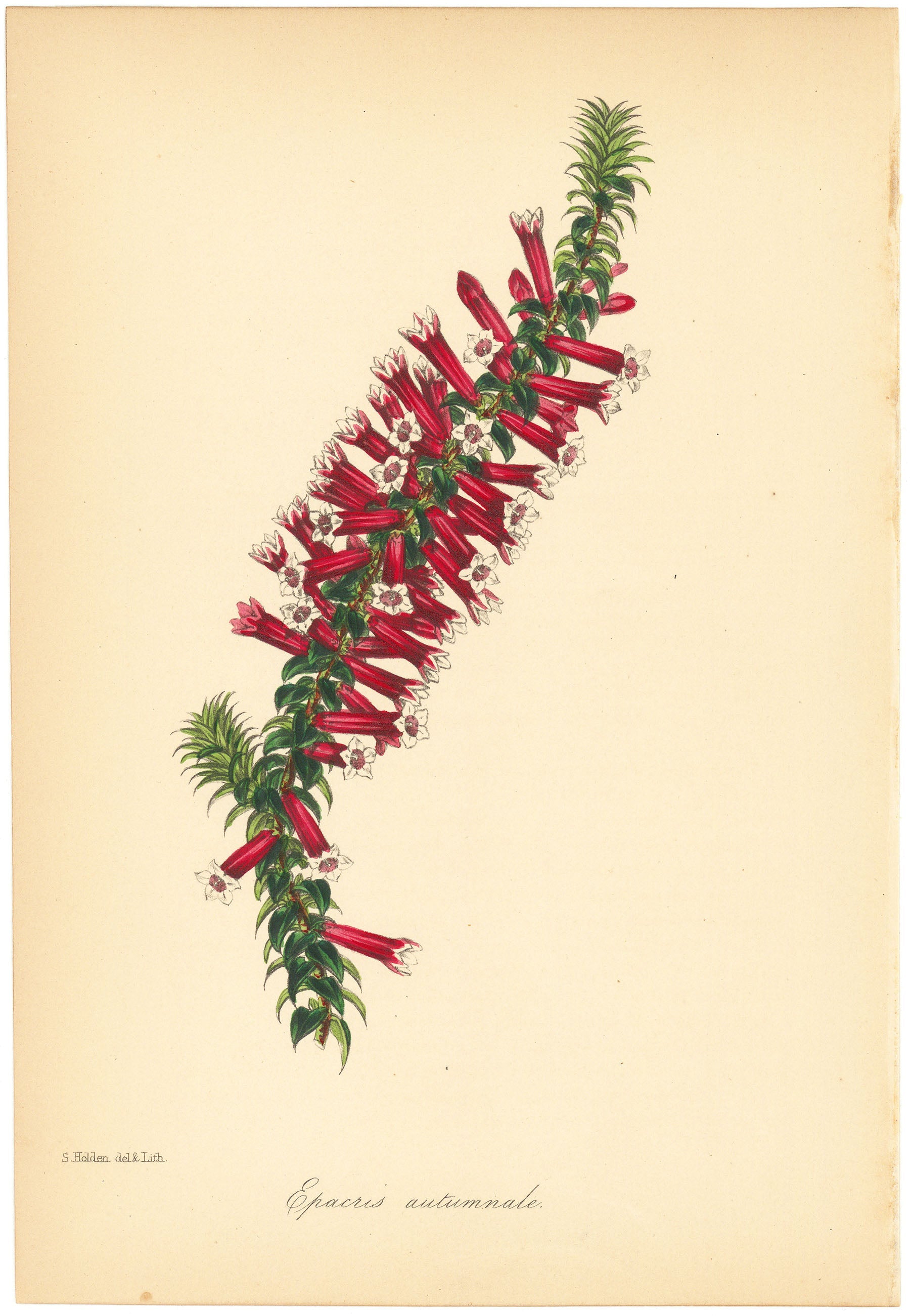 Common Heath (Epacris autumnale.)