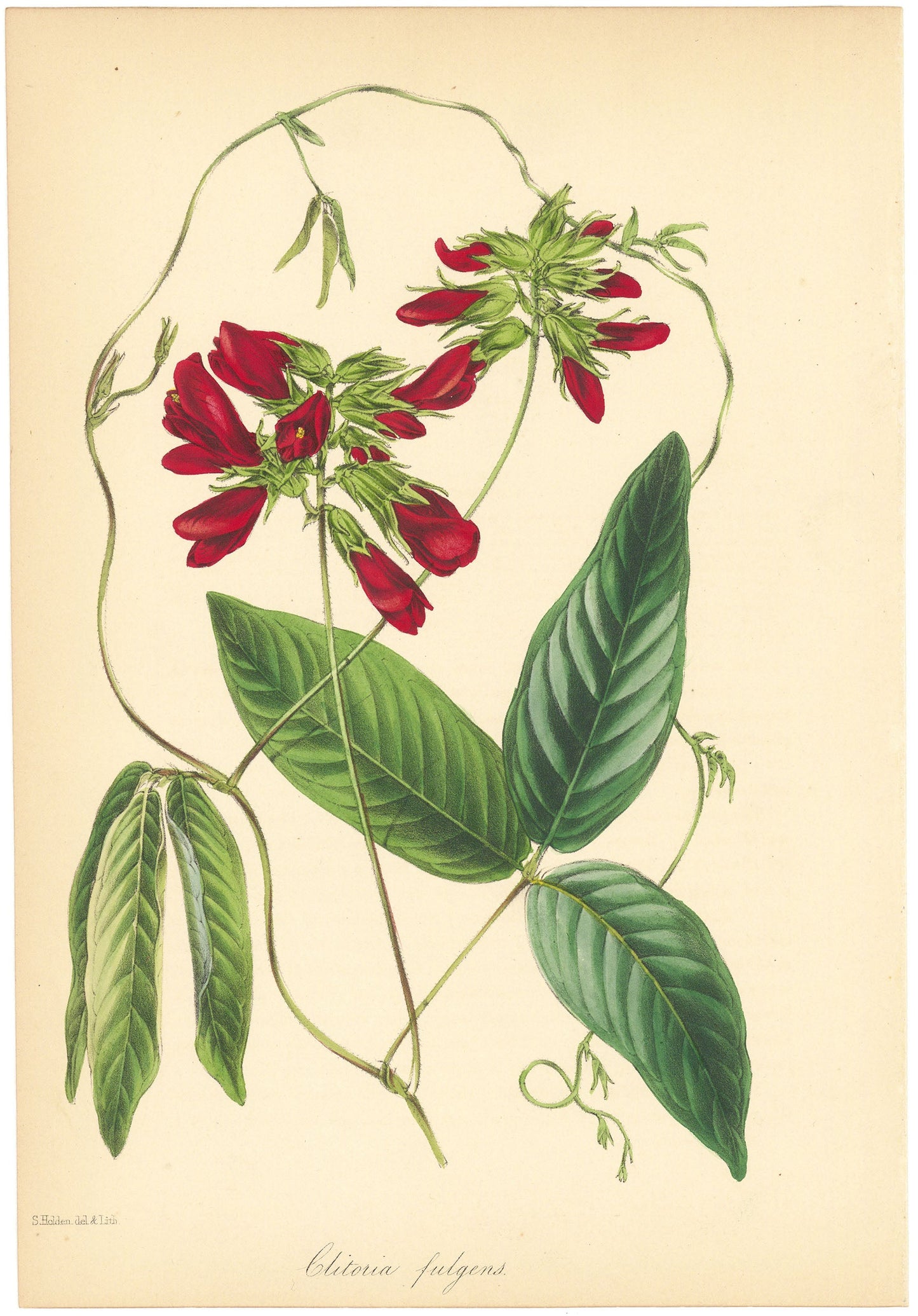 Butterfly pea (Clitoria fulgens.)