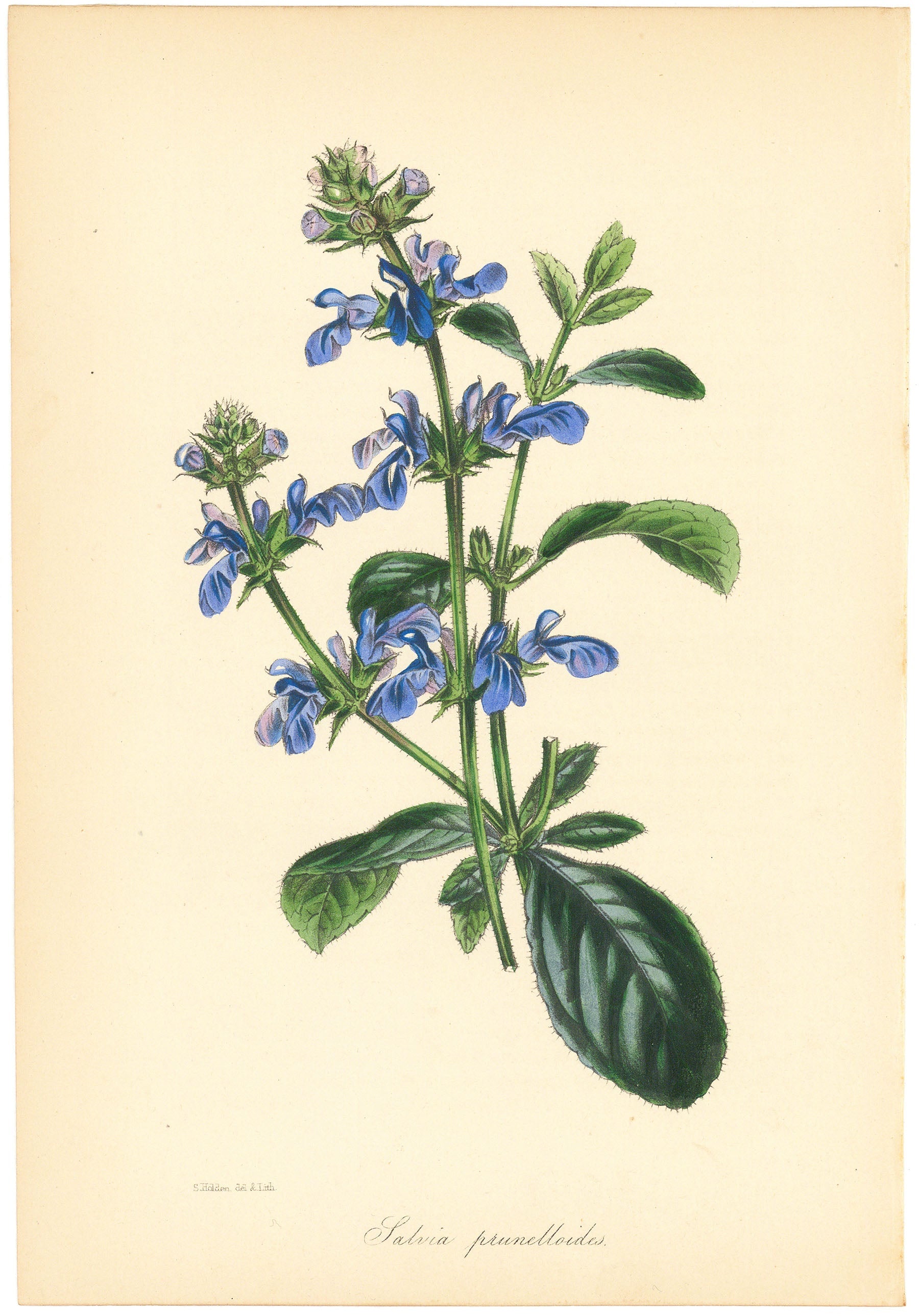 Salvia (Salvia prunelloides.)