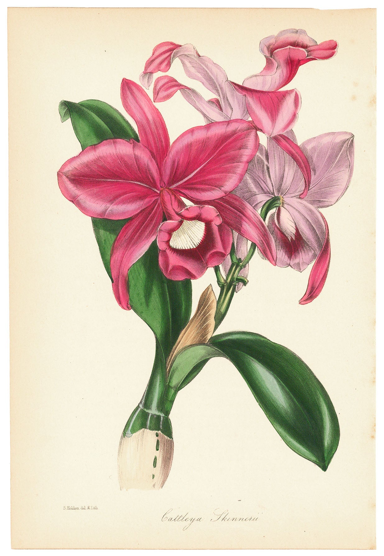 Guarianthe skinneri (Cattleya Skinnerii.)