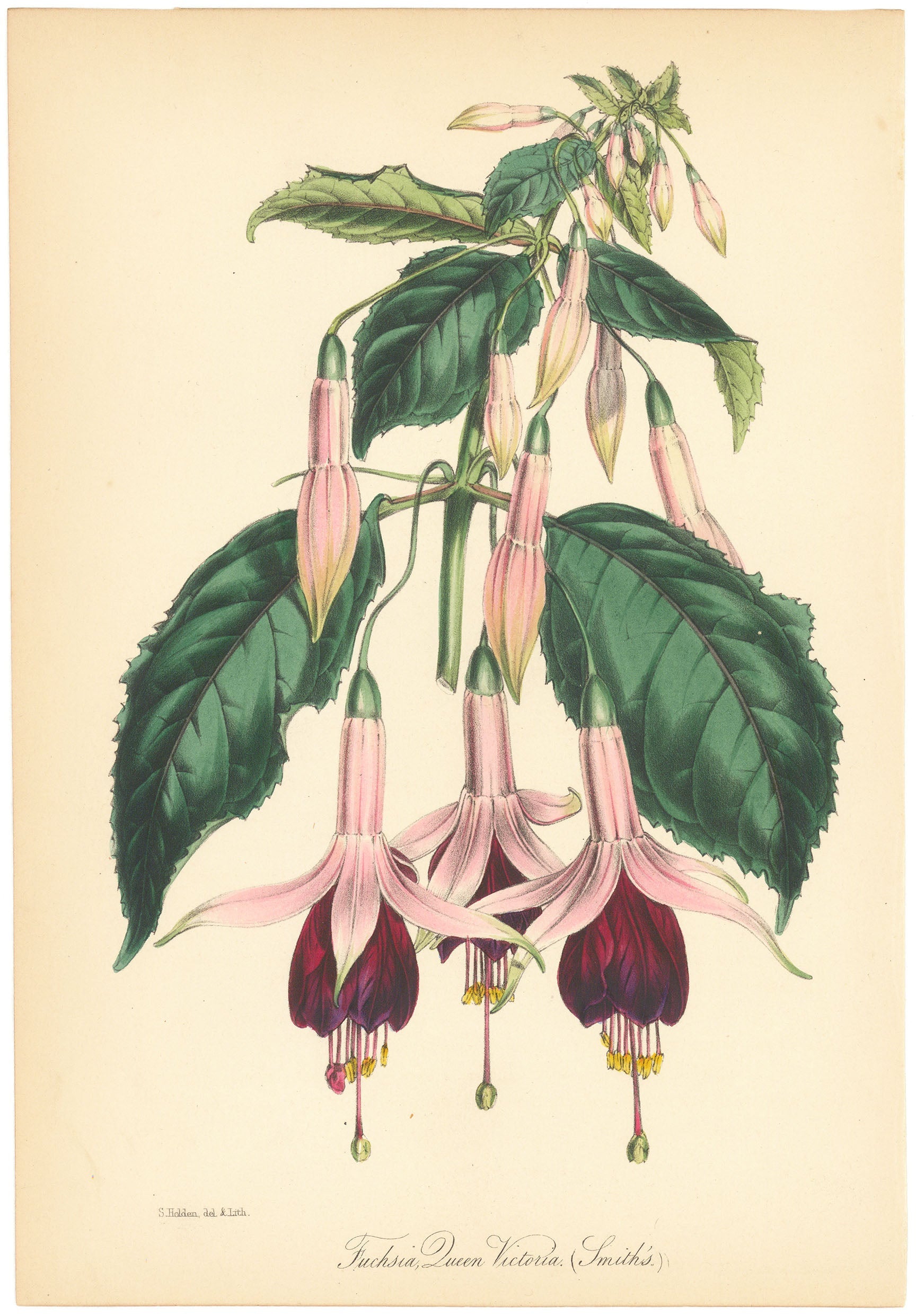 Fuchsia Queen Victoria (Smith's).