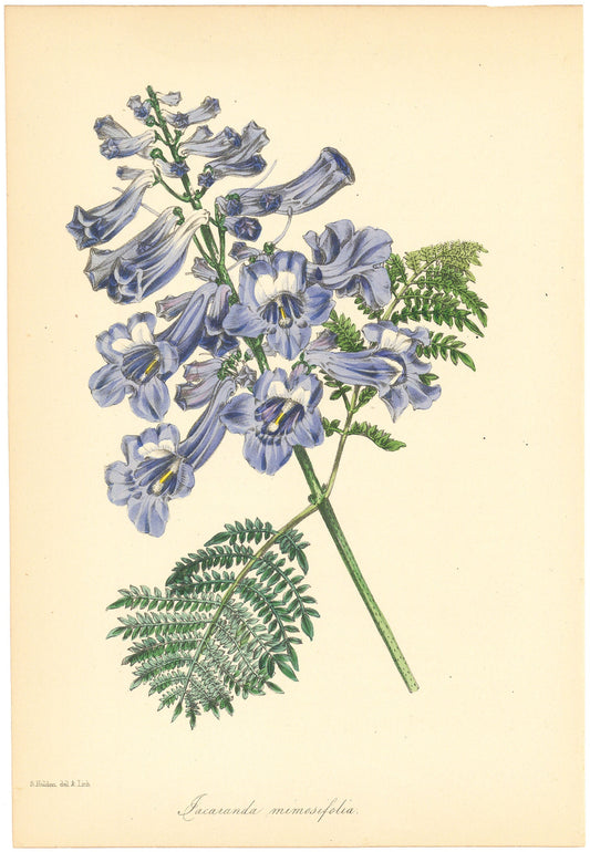 Blue Jacaranda (Jacaranda mimosifolia.)