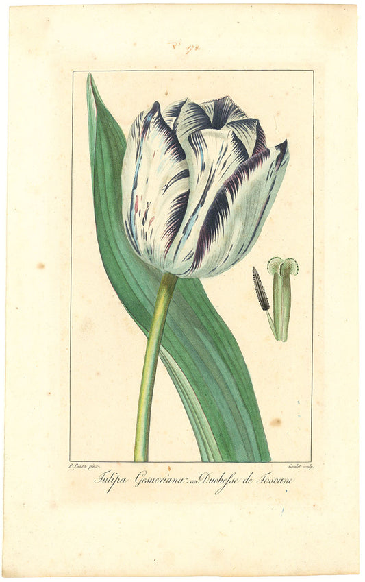Tulipa Gesneriana: var. Duchesse de Toscane. ( Tulip ).
