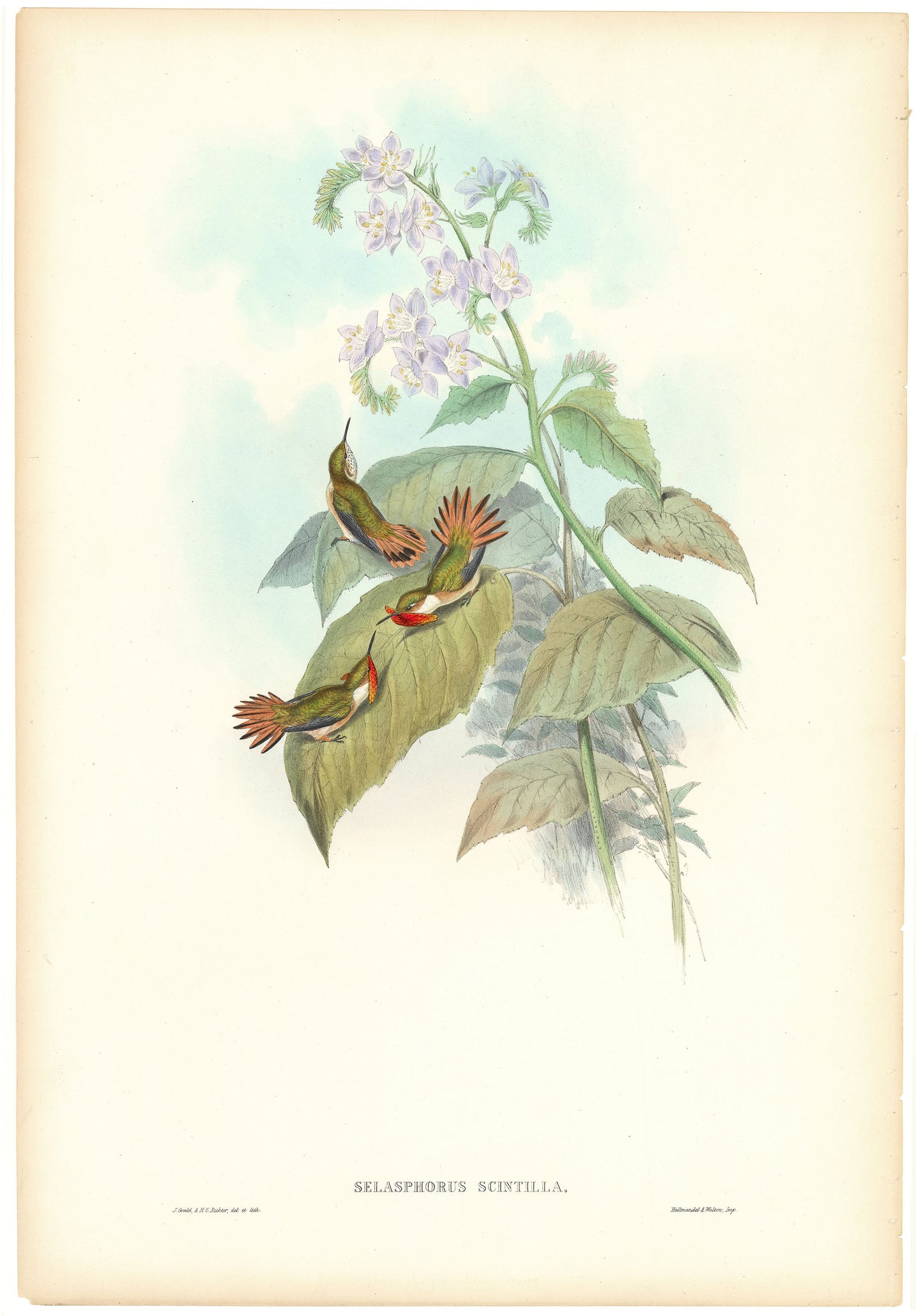 Selasphorus scintilla (Scintillant Hummingbird).