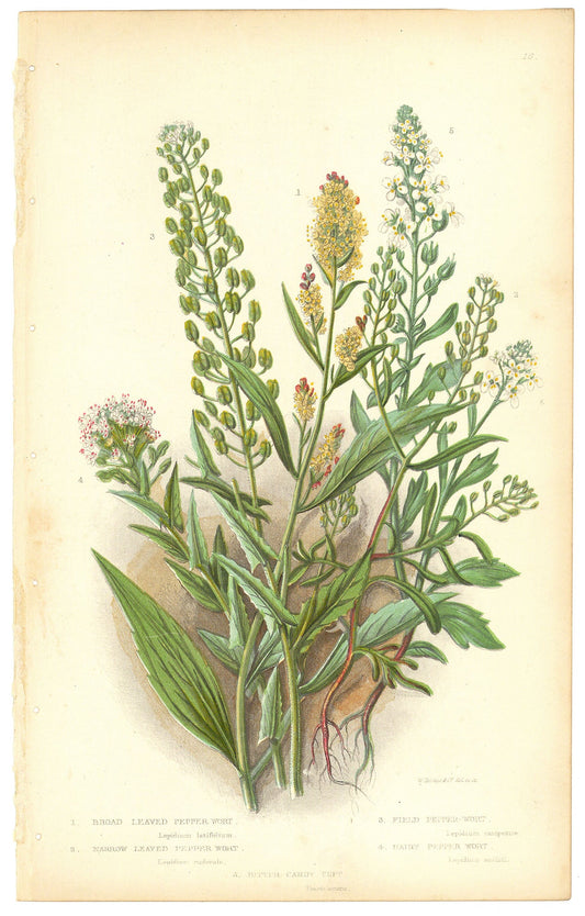 1. Broad Leaved Pepper Wort. 2. Narrow Leaved Pepper Wort. 3. Field Pepper Wort. 4. Hairy Pepper Wort. 5. Bitter Candy Tuft.