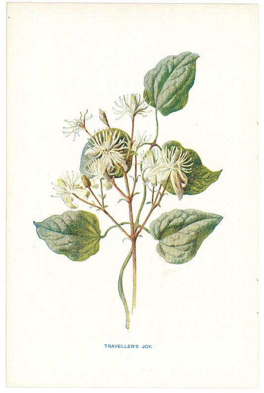 Traveller's Joy. ( Old Man's Beard )