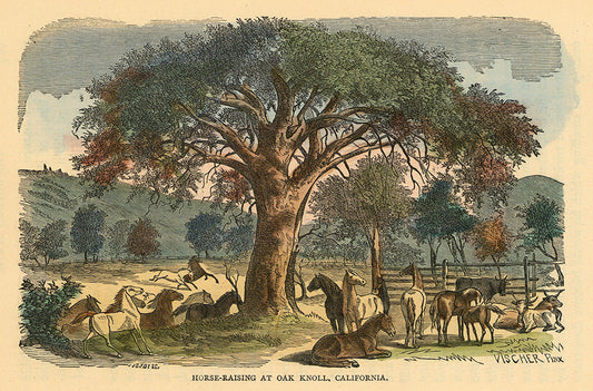 Horse-Raising at Oak Knoll, California.