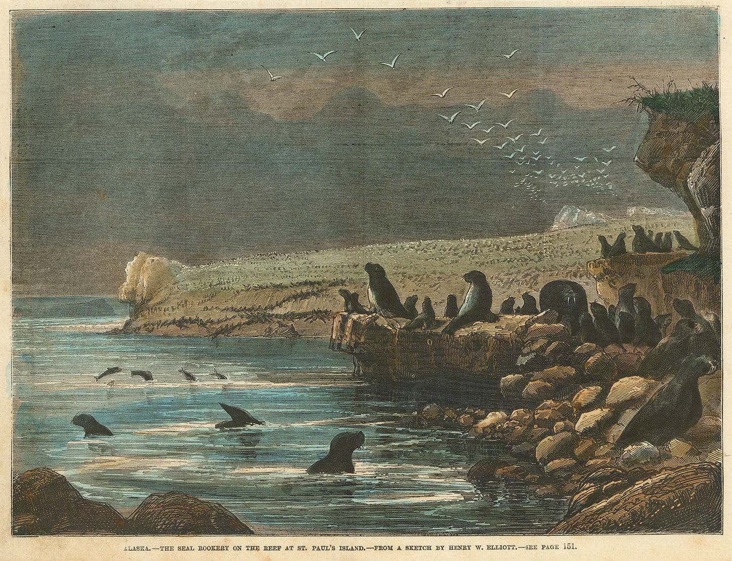 Alaska. - Seal Rookery on the Reef at St. Paul's Island.