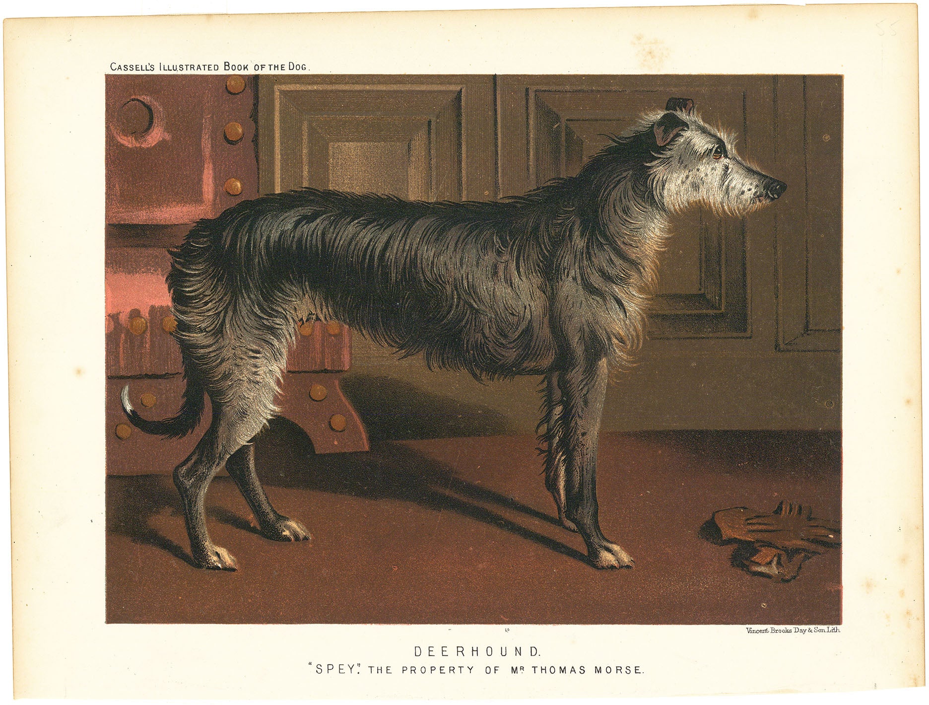 Deerhound. "Spey." The Property of Mr. Thomas Morse.