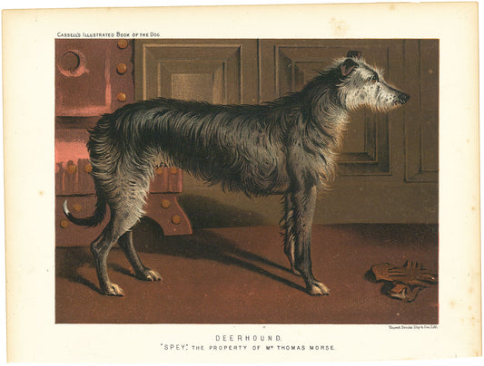 Deerhound. "Spey." The Property of Mr. Thomas Morse.