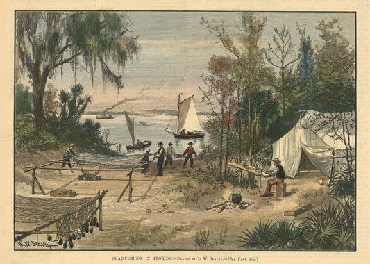 Shad-Fishing in Florida.